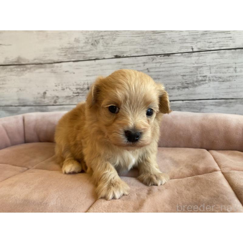 販売中の北海道のマルプー:マルチーズ×トイプードル-450326の2枚目