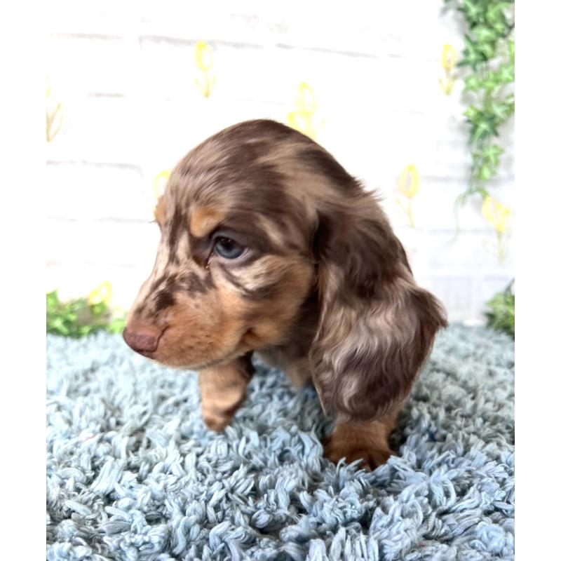 販売中の埼玉県のミニチュアダックスフンド(ロングヘアード)-450325の6枚目