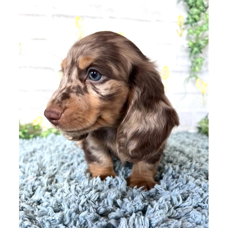 販売中の埼玉県のミニチュアダックスフンド(ロングヘアード)-450325の5枚目