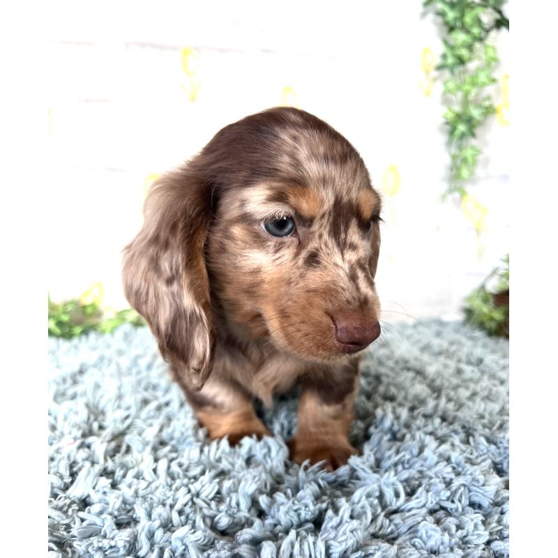 販売中の埼玉県のミニチュアダックスフンド(ロングヘアード)-450325の4枚目