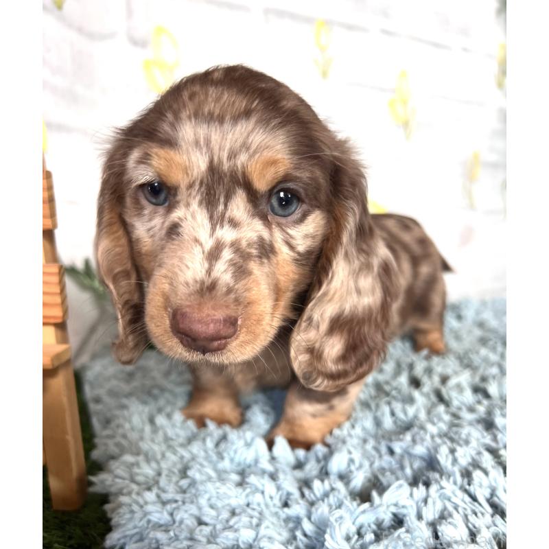 販売中の埼玉県のミニチュアダックスフンド(ロングヘアード)-450325の3枚目