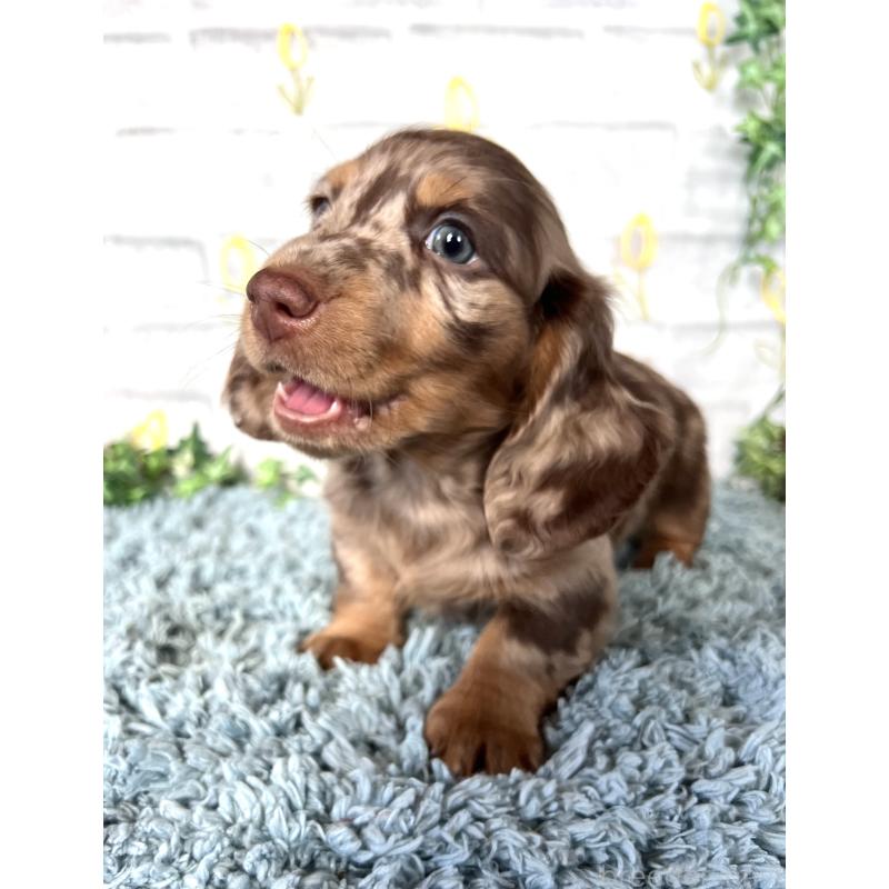 販売中の埼玉県のミニチュアダックスフンド(ロングヘアード)-450325の2枚目