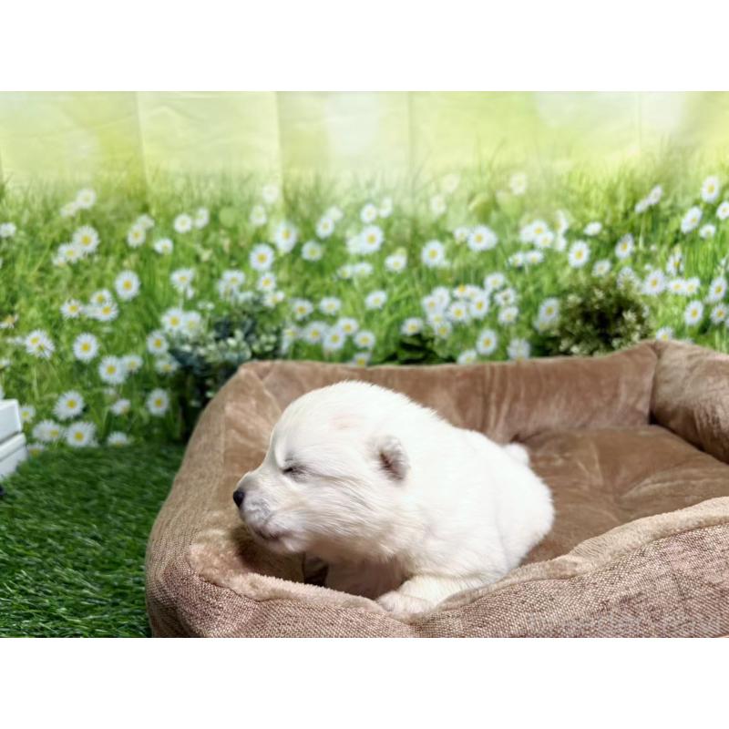 販売中の東京都のサモエド-450327の7枚目