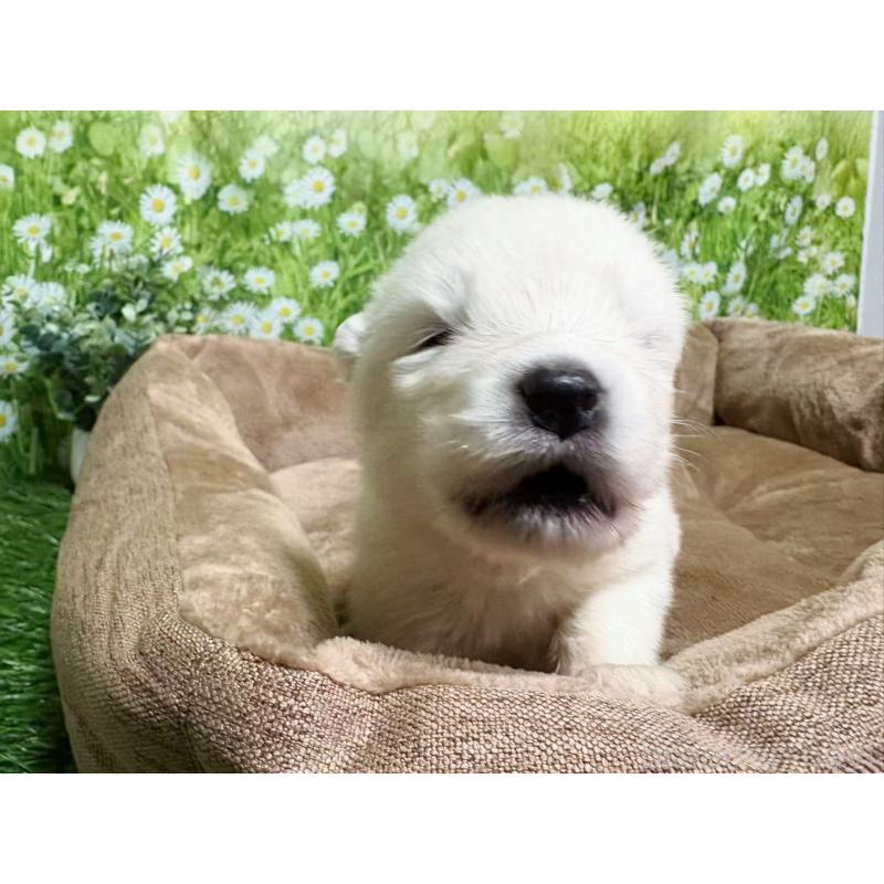 販売中の東京都のサモエド-450327の6枚目