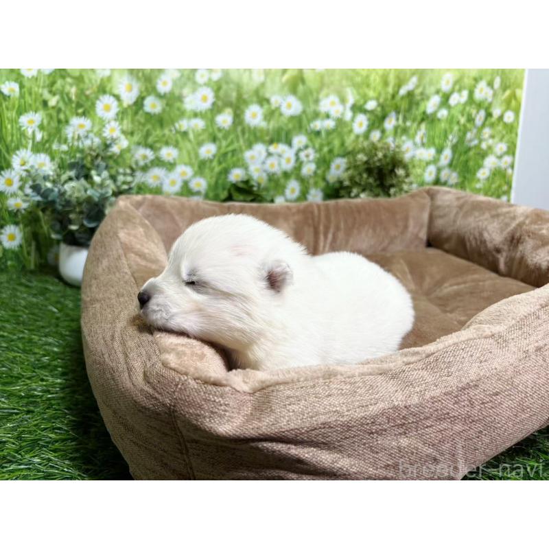 販売中の東京都のサモエド-450327の5枚目