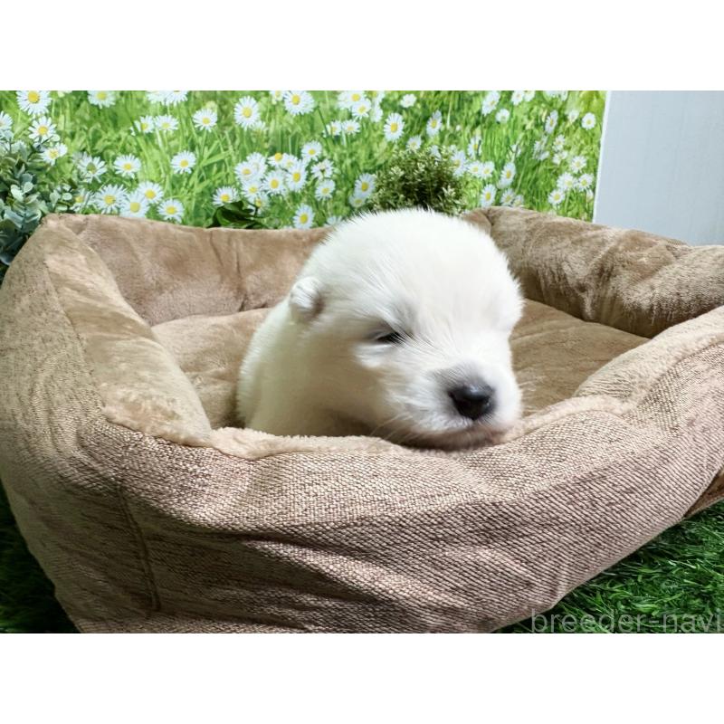 販売中の東京都のサモエド-450327の4枚目