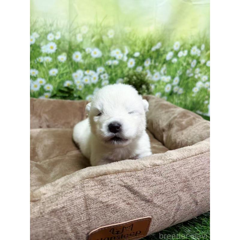 販売中の東京都のサモエド-450327の2枚目