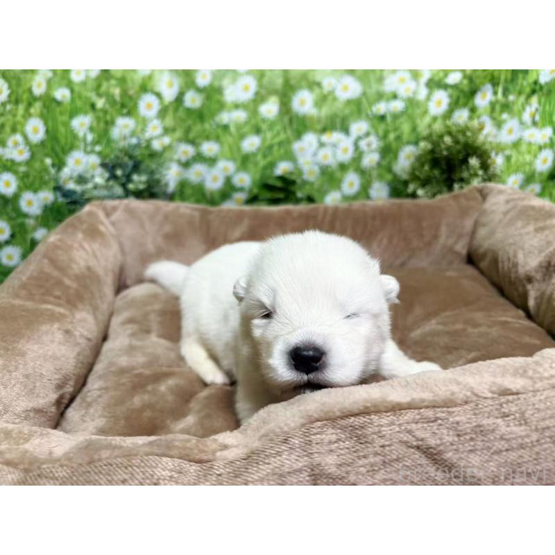 販売中の東京都のサモエド-450327の3枚目