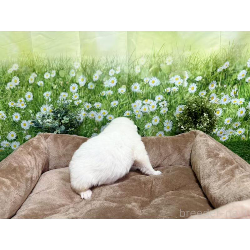 販売中の東京都のサモエド-450329の6枚目