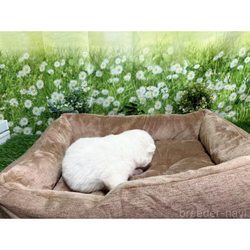 販売中の東京都のサモエド-450329の5枚目