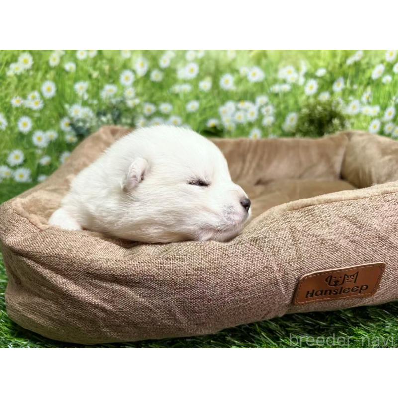 販売中の東京都のサモエド-450329の4枚目