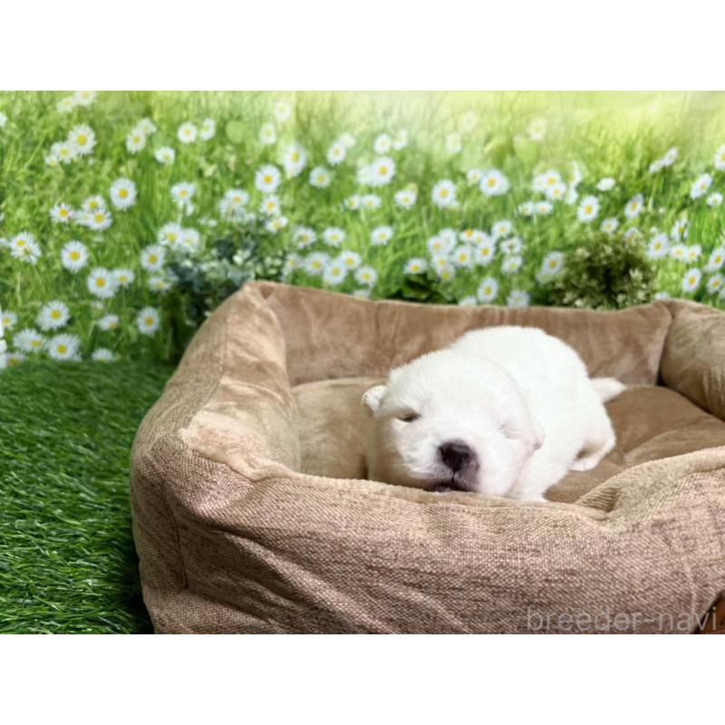 販売中の東京都のサモエド-450329の3枚目