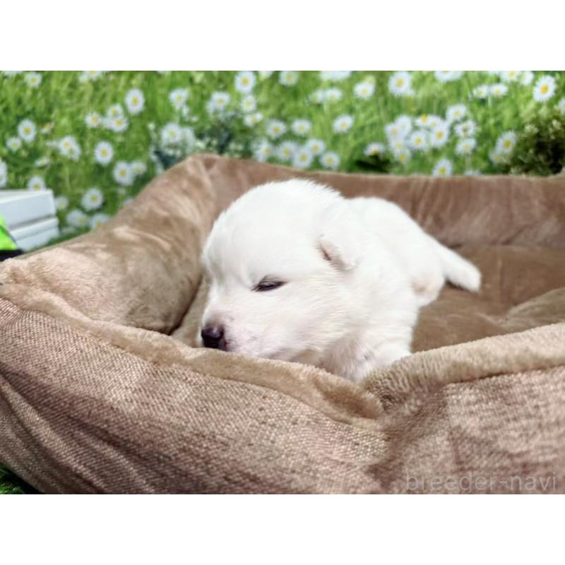 販売中の東京都のサモエド-450329の2枚目