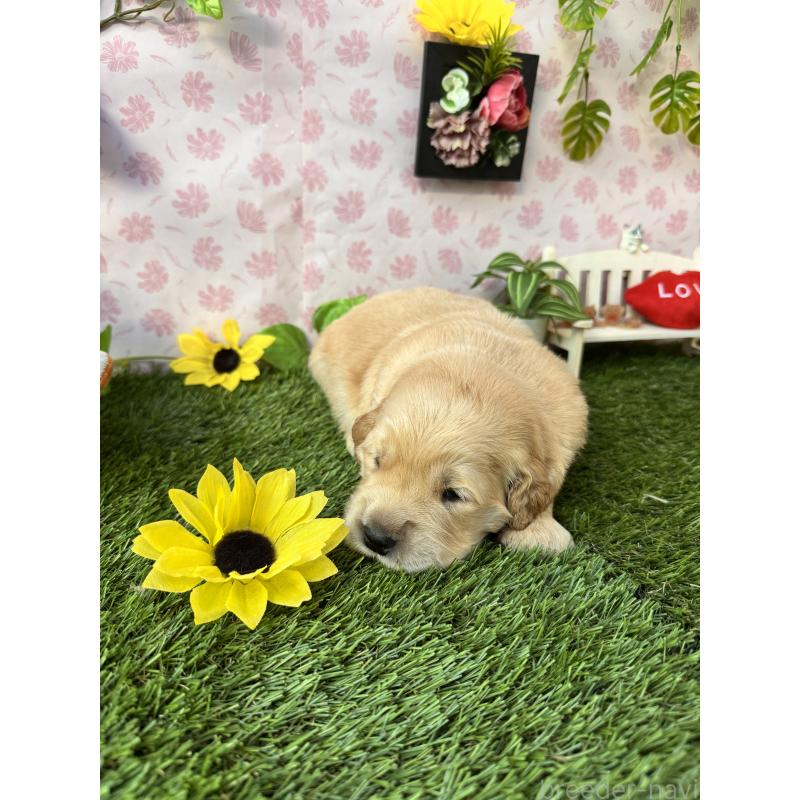 販売中の静岡県のゴールデンレトリーバー-450331の6枚目