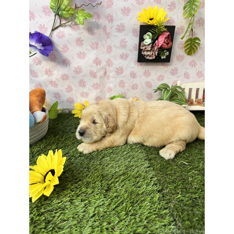 販売中の静岡県のゴールデンレトリーバー-450331の5枚目