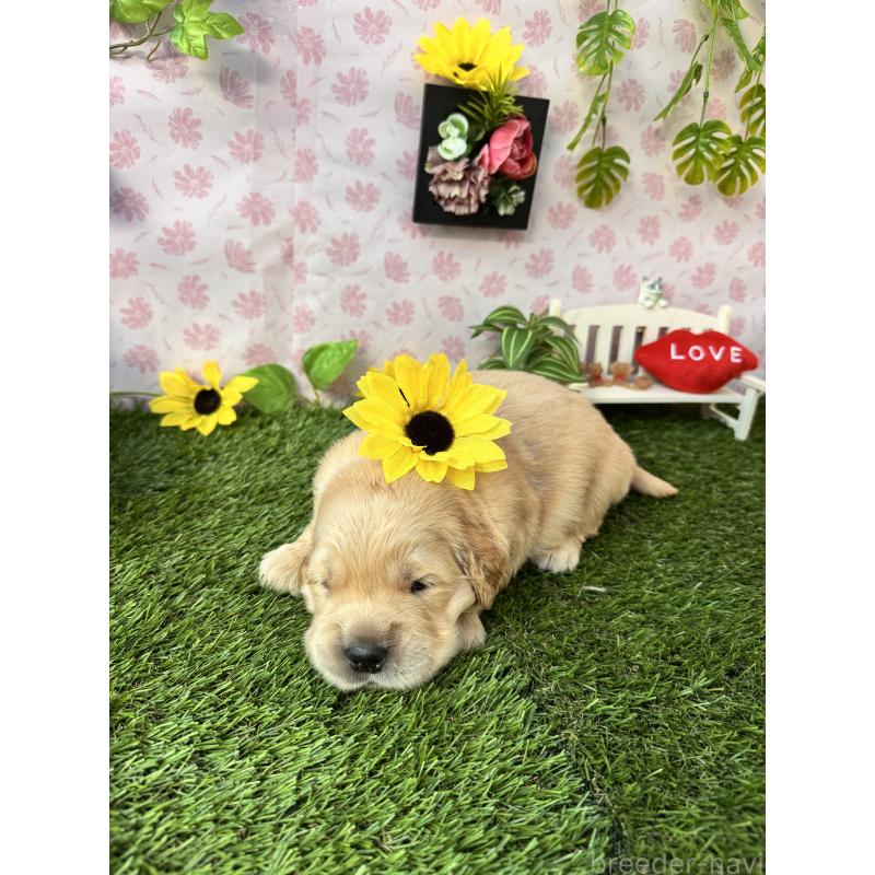販売中の静岡県のゴールデンレトリーバー-450331の4枚目
