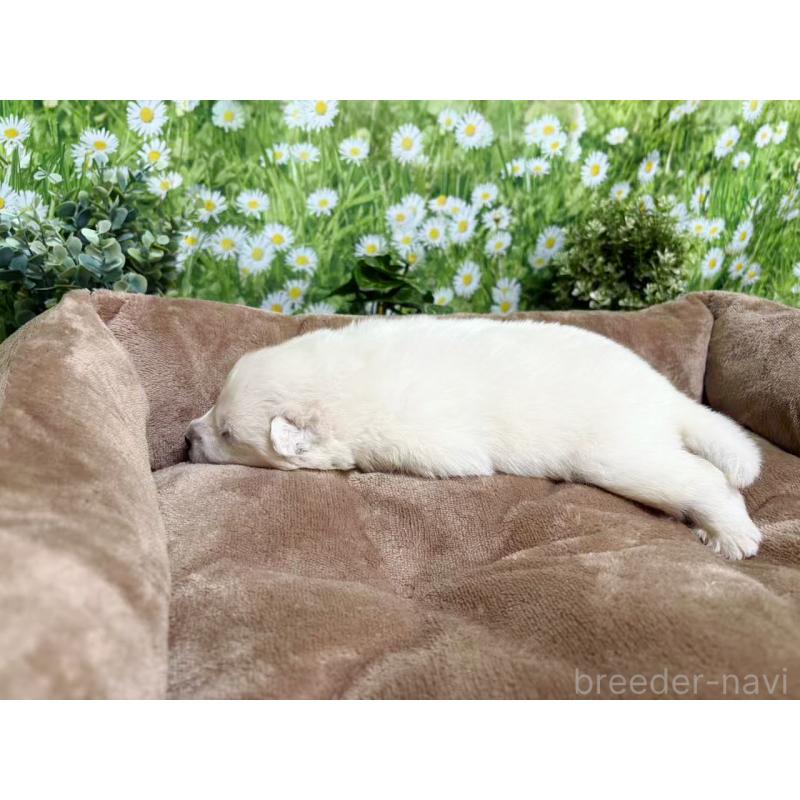 販売中の東京都のサモエド-450330の6枚目