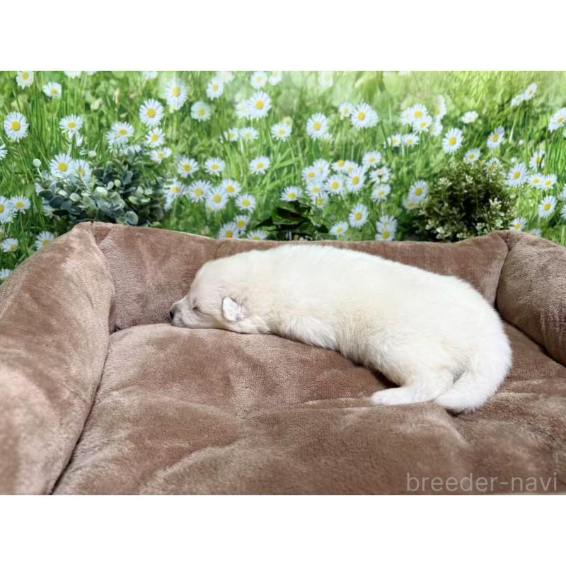 販売中の東京都のサモエド-450330の5枚目