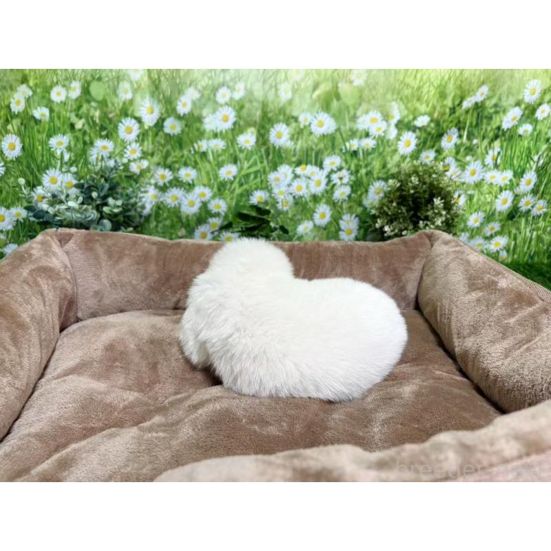 販売中の東京都のサモエド-450330の4枚目