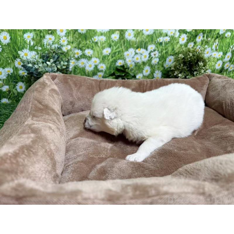 販売中の東京都のサモエド-450330の3枚目