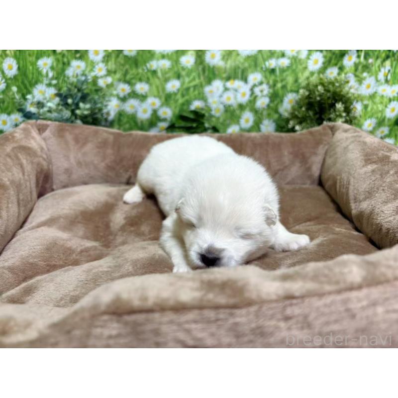 販売中の東京都のサモエド-450330の2枚目