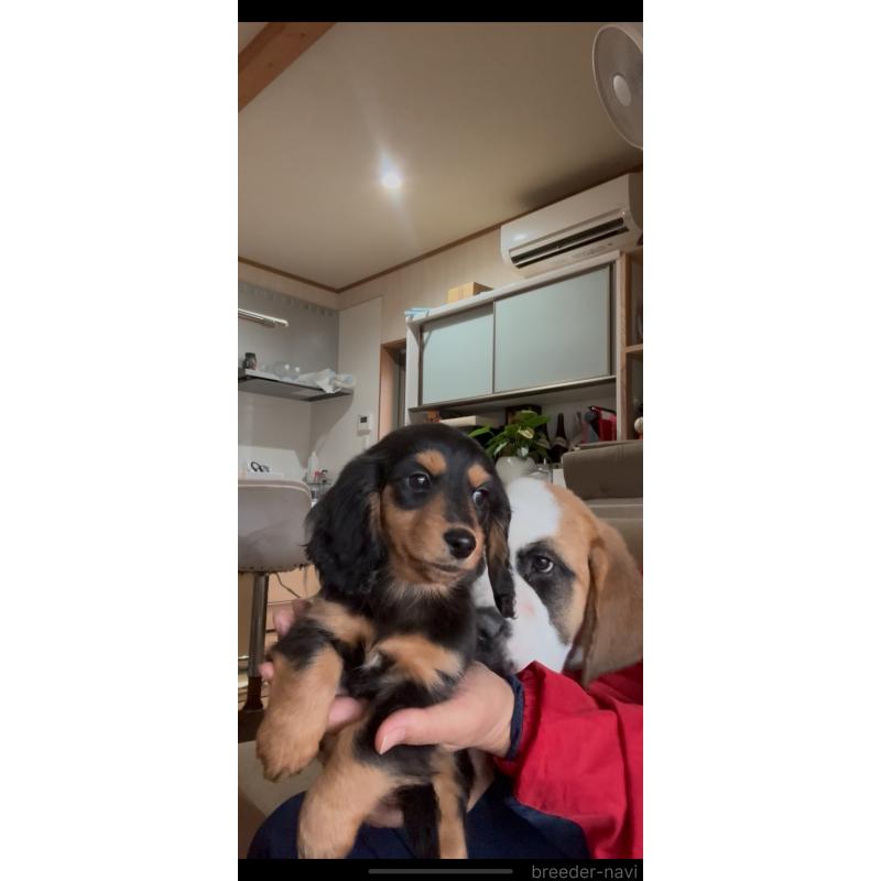 販売中の佐賀県のミニチュアダックスフンド(ロングヘアード)-450333の4枚目