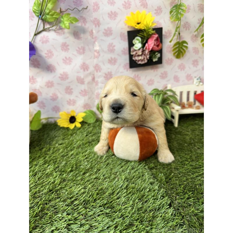 販売中の静岡県のゴールデンレトリーバー-450332の5枚目