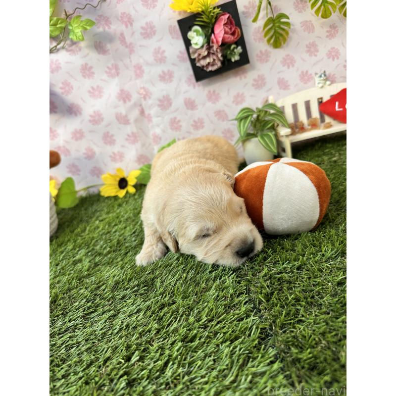 販売中の静岡県のゴールデンレトリーバー-450332の4枚目