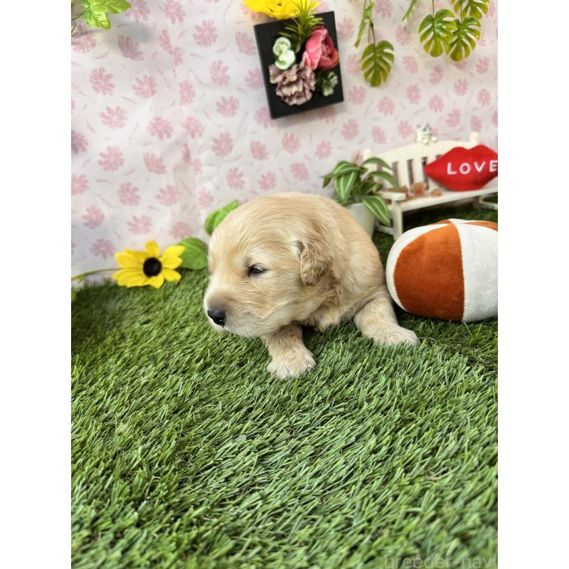 販売中の静岡県のゴールデンレトリーバー-450332の3枚目