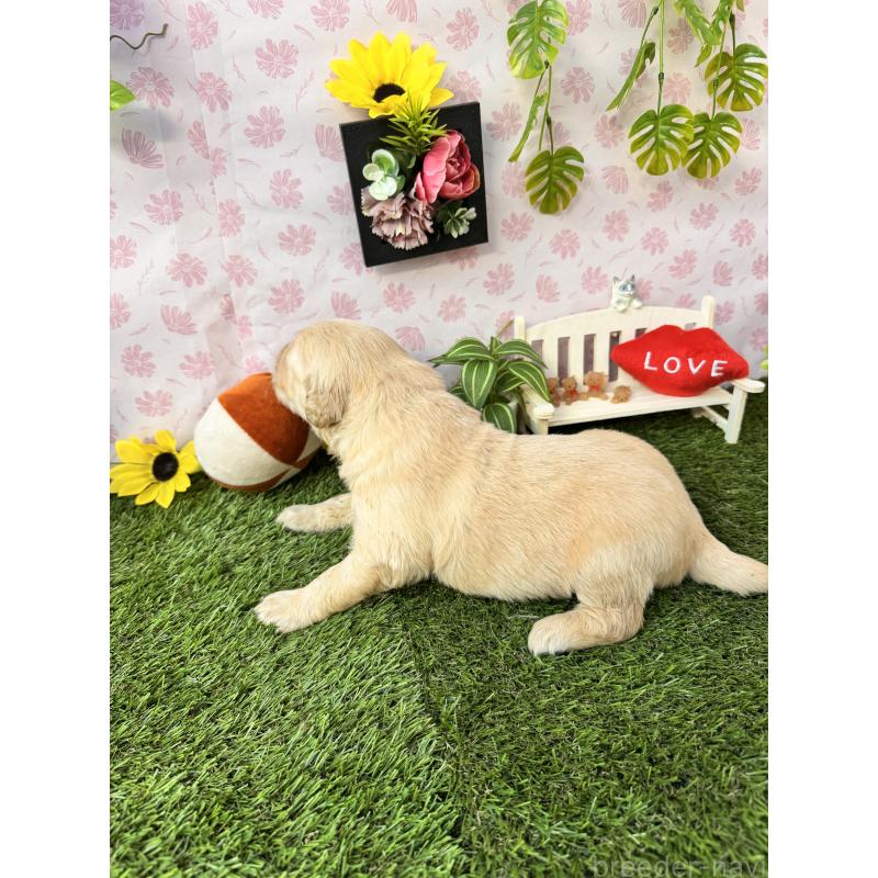 販売中の静岡県のゴールデンレトリーバー-450332の2枚目