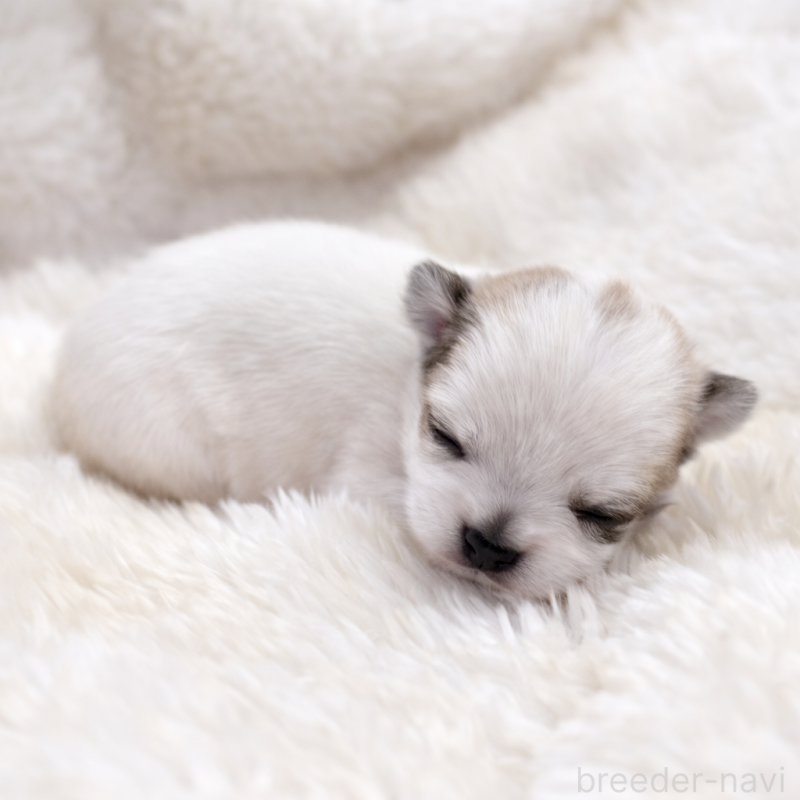 商談中の福岡県のポメチワ:ポメラニアン×チワワ-449428