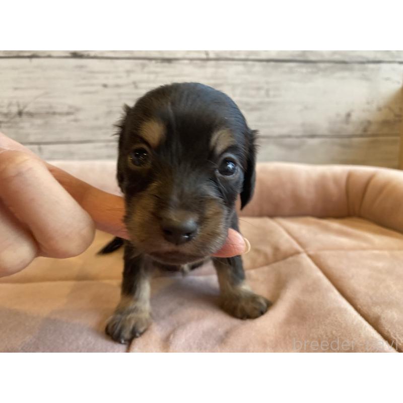 販売中の北海道のミニチュアダックスフンド(ロングヘアード)-450334の5枚目