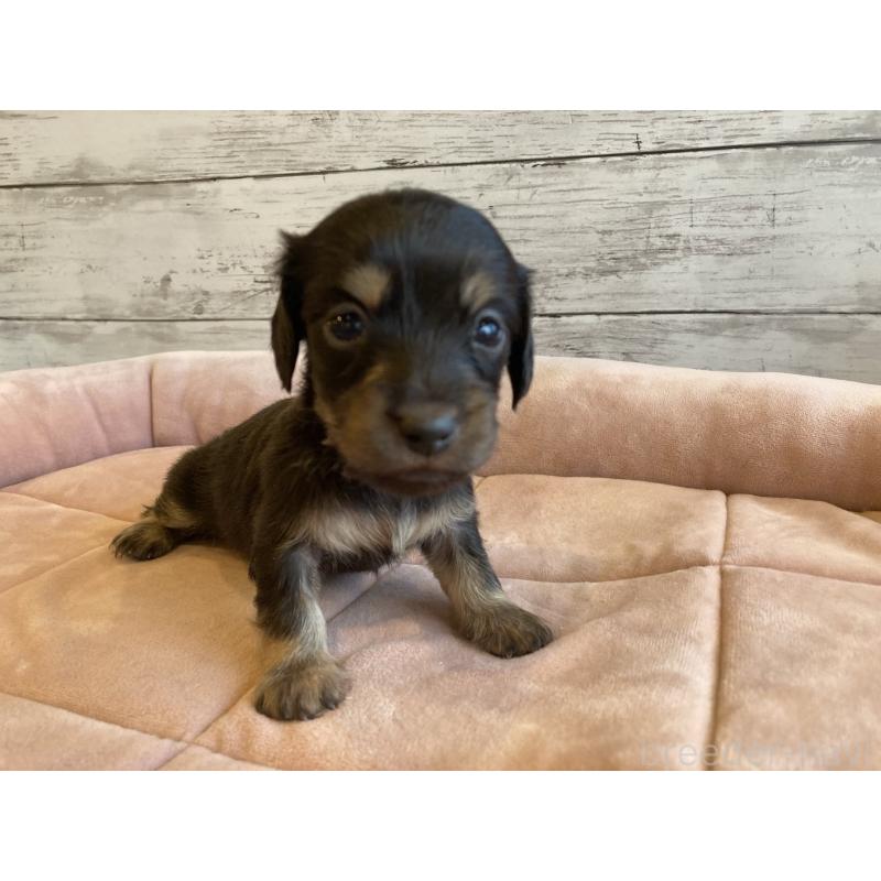 販売中の北海道のミニチュアダックスフンド(ロングヘアード)-450334の4枚目