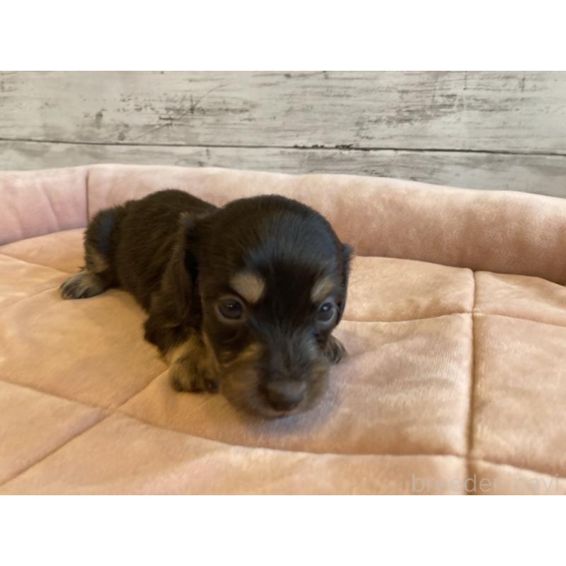 販売中の北海道のミニチュアダックスフンド(ロングヘアード)-450334の3枚目