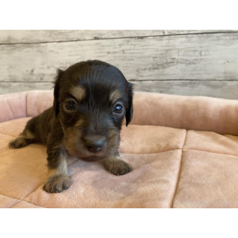 販売中の北海道のミニチュアダックスフンド(ロングヘアード)-450334の2枚目