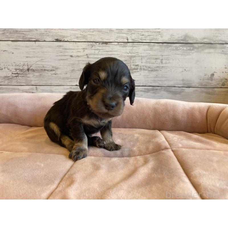 販売中の北海道のミニチュアダックスフンド(ロングヘアード)-450335の5枚目