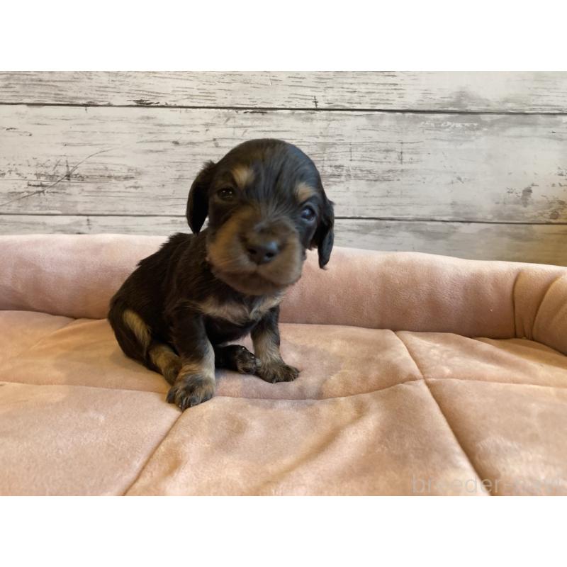販売中の北海道のミニチュアダックスフンド(ロングヘアード)-450335の4枚目