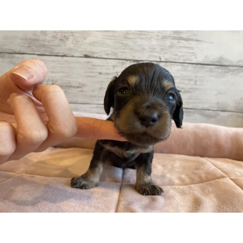 販売中の北海道のミニチュアダックスフンド(ロングヘアード)-450335の3枚目
