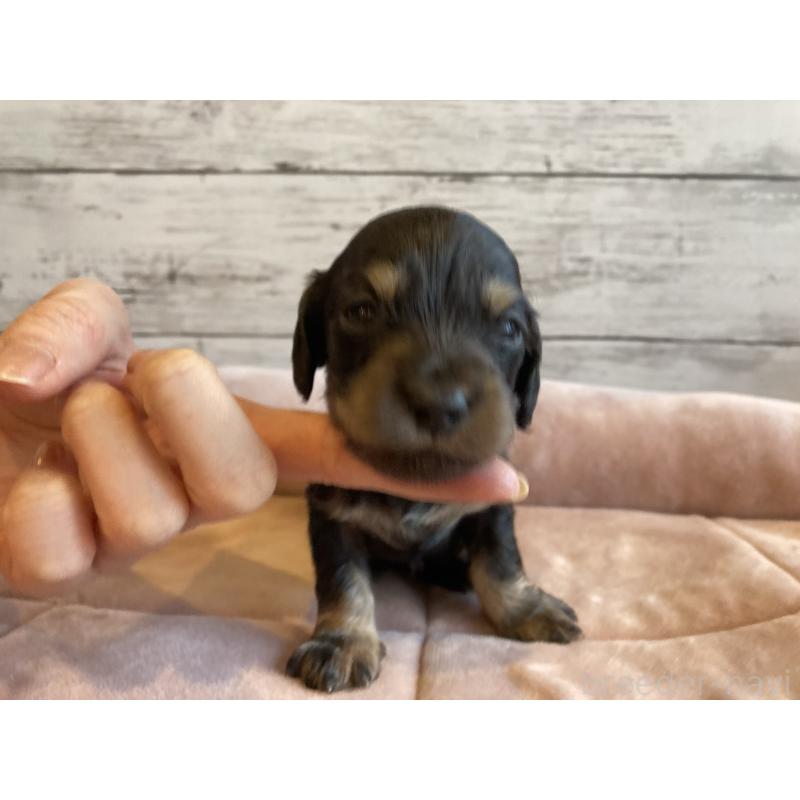 販売中の北海道のミニチュアダックスフンド(ロングヘアード)-450335の2枚目