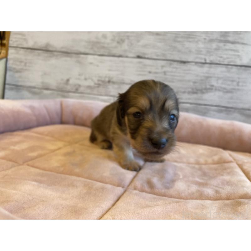 販売中の北海道のミニチュアダックスフンド(ロングヘアード)-450336の5枚目
