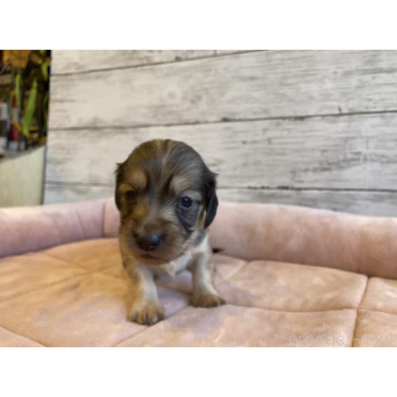 販売中の北海道のミニチュアダックスフンド(ロングヘアード)-450336の4枚目