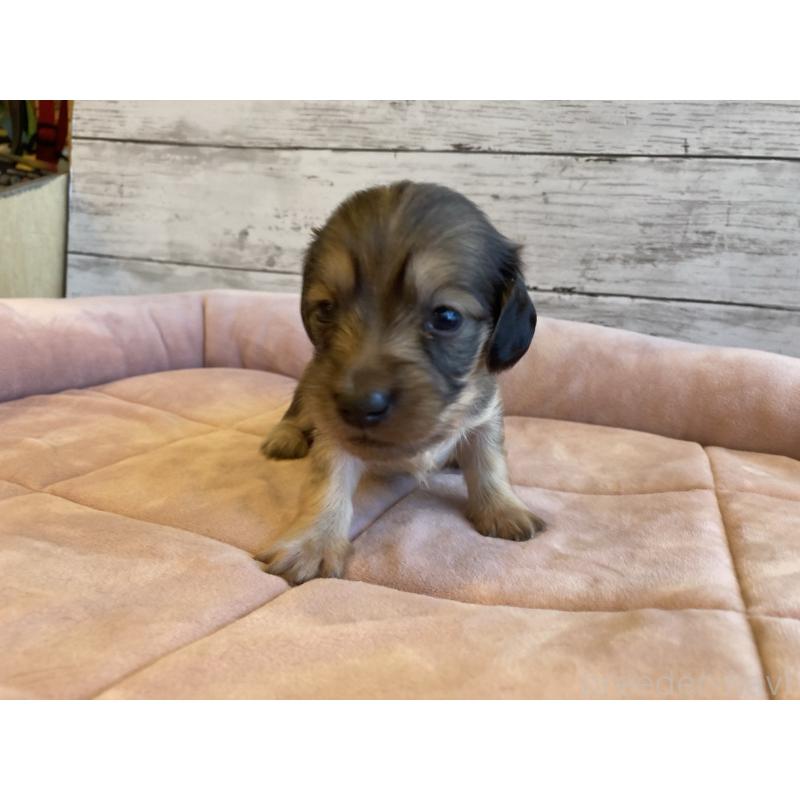 販売中の北海道のミニチュアダックスフンド(ロングヘアード)-450336の2枚目