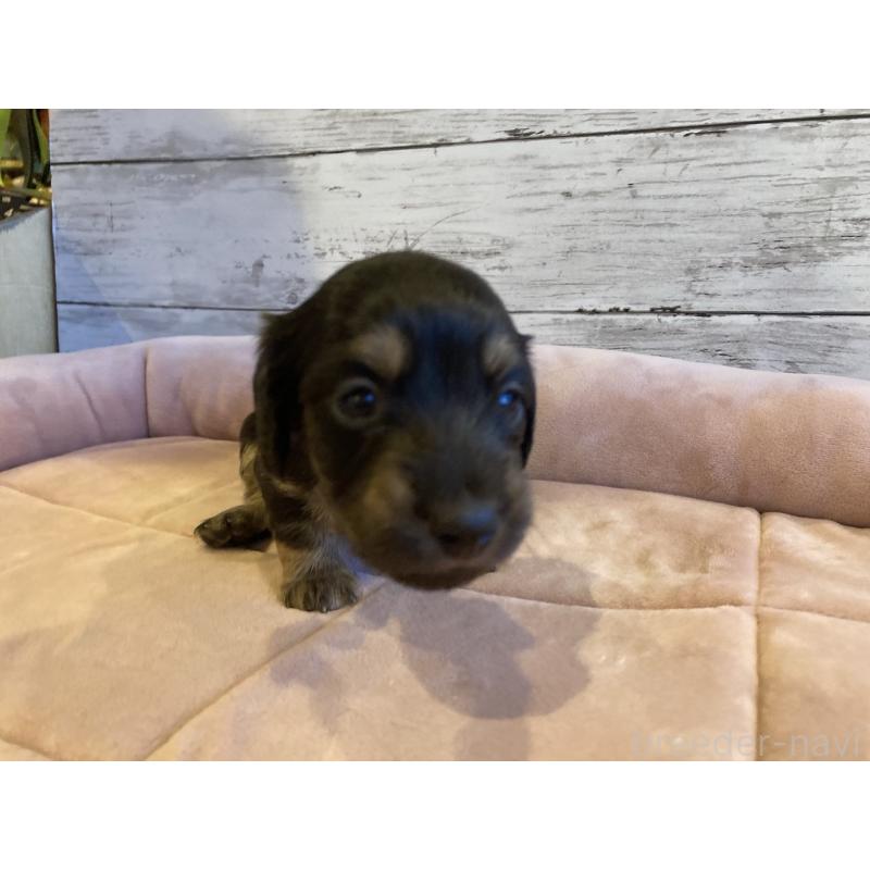 販売中の北海道のミニチュアダックスフンド(ロングヘアード)-450337の4枚目