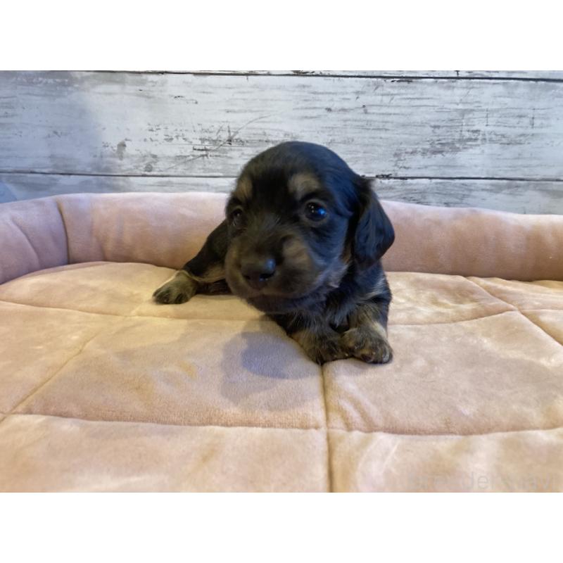 販売中の北海道のミニチュアダックスフンド(ロングヘアード)-450337の3枚目