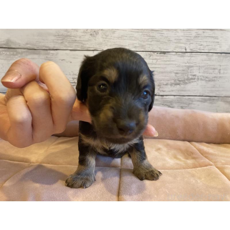 販売中の北海道のミニチュアダックスフンド(ロングヘアード)-450337の2枚目