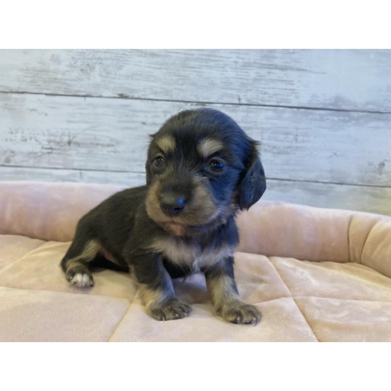 販売中の北海道のミニチュアダックスフンド(ロングヘアード)-450338の5枚目