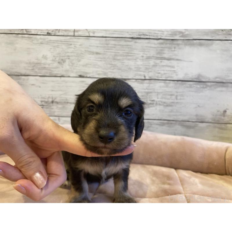 販売中の北海道のミニチュアダックスフンド(ロングヘアード)-450338の4枚目