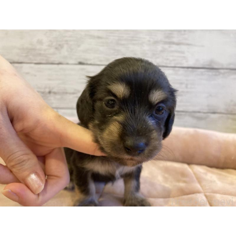 販売中の北海道のミニチュアダックスフンド(ロングヘアード)-450338の3枚目