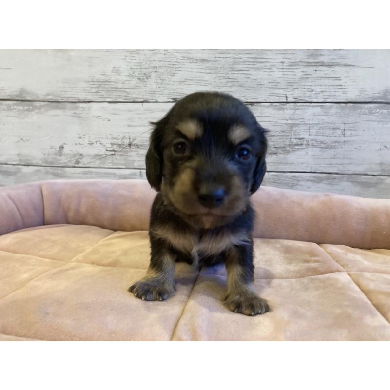 販売中の北海道のミニチュアダックスフンド(ロングヘアード)-450338の2枚目