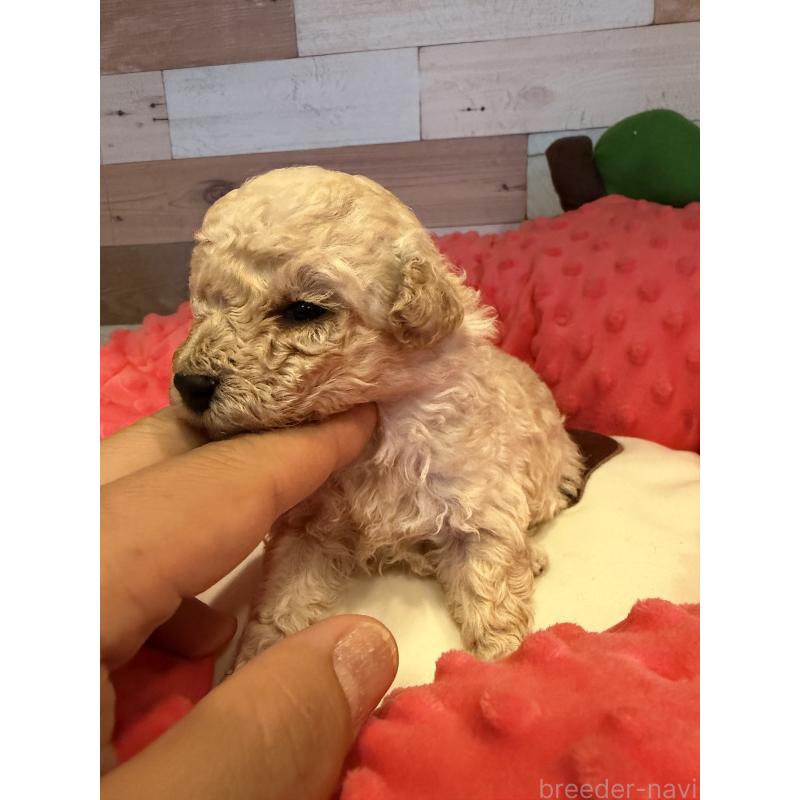 販売中の佐賀県のトイプードル-450339の3枚目